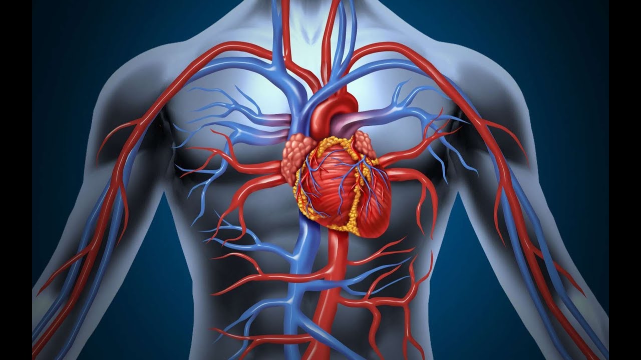 القلب والاوعية الدموية
